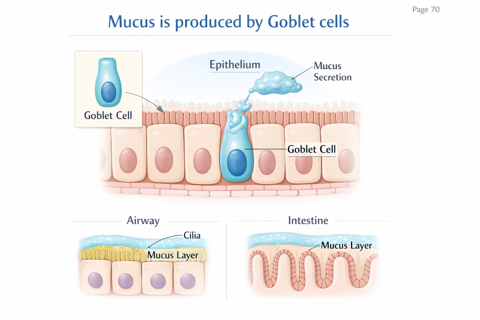 Mucus is produced by Goblet cells
