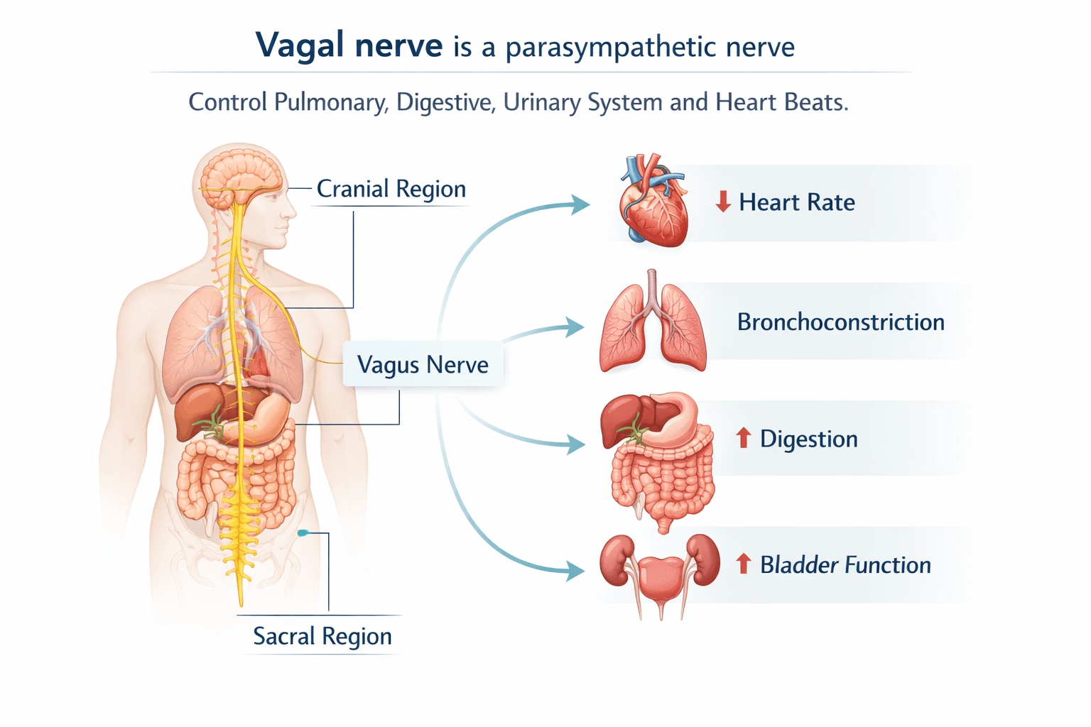 Vagal nerve is a parasympathetic nerve control pulmonary, digestive and urinary system and heart beats.