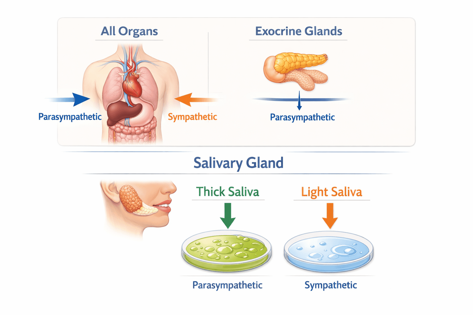 All organs are innervated with both Sympathetic and Parasympathetic system, except exocrine gland only innervated with Parasympathetic (except only salivary gland which is innervated by the two). In Salivary gland, parasympathetic produce thick saliva while sympathetic produce light saliva.