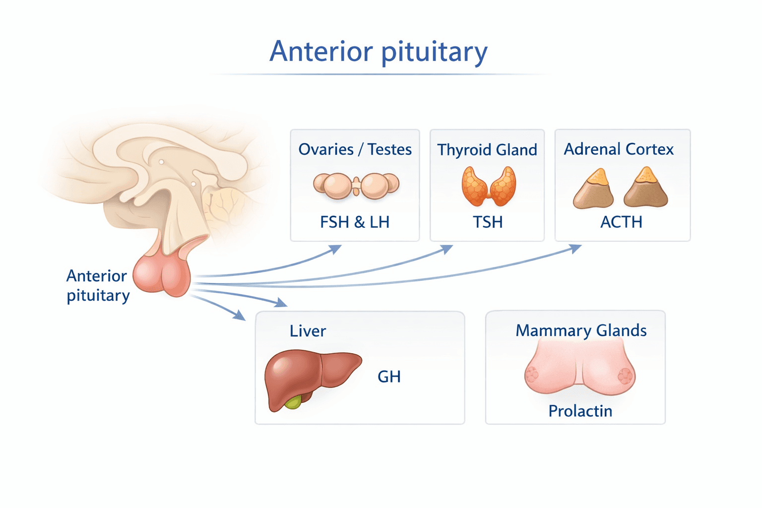 Anterior pituitary